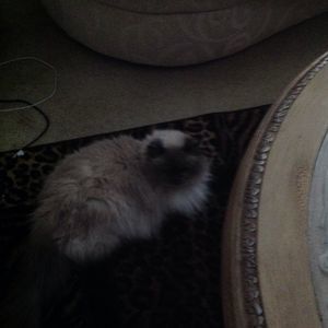 Meet your Posher, Nina